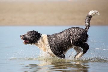 Hund spielt am Strand