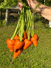 Bunch of carrots from fresh harvest
