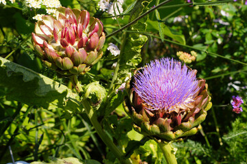 Globe Artichoke 