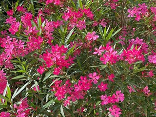 Flowers pink oleander nerium bush in the garden.