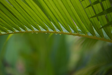 The green palm leaves after rain