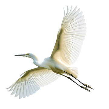 Egret bird Flying in the air with open wingspan isolated on white or transparent background