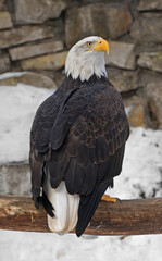 Bald eagle, national bird of United States of America, in winter
