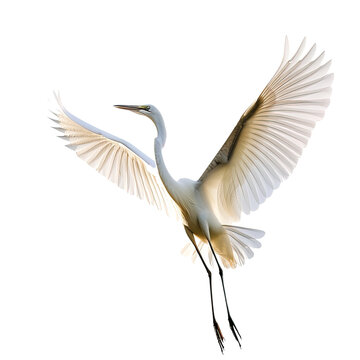 Egret bird Flying in the air with open wingspan on transparent or white background