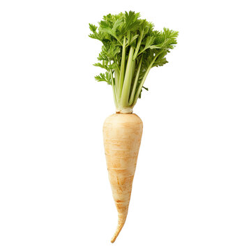 Front view of Parsnip vegetable on white or transparent background