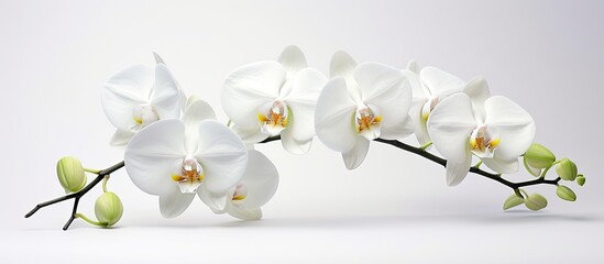 A branch adorned with delicate white flowers and vibrant green leaves, showcasing the beauty of nature in full bloom. The flowers and leaves are elegantly intertwined, creating a harmonious display of