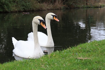Mute Swans 