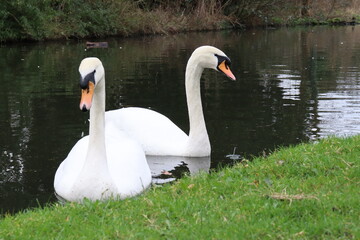 Mute Swans 