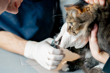 close up in a veterinary clinic the owner is holding cat and the doctor is trimming the claws