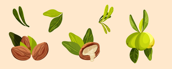Naklejka premium Set of element of tree Argan. Nuts and plants of argan oil. Natural oils and cosmetics. Beauty concept.