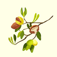 Branch of tree Argan. Nuts and plants containing argan oil.  Natural oils and cosmetics. Beauty concept.
