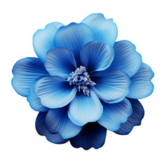  blue flower, design or wedding presentation, isolated on a transparent background. PNG cutout or clipping path
