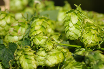 A bunch of green, leafy plants with small green flowers