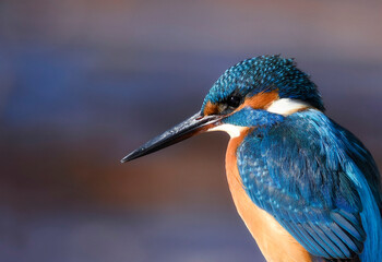 portrait of Kingfisher