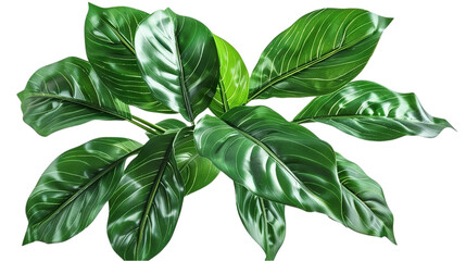 Obraz premium A vibrant arrangement of tropical leaves. isolated on transparent background
