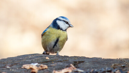 blue jay on a branch