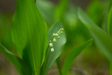 Lily-of-the-valley (Convallaria majalis) blooming in the spring forest.
