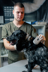 In a veterinary clinic a doctor checks a chip under a dog's skin with a sensor