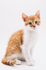 Orange tabby kitten sitting on isolated white background