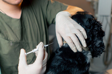 close up in veterinary clinic the process of micro chipping a black dog at the withers