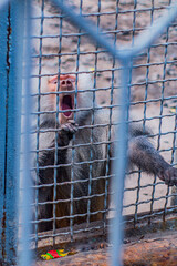 A monkey screams and pulls his paw out of a cage in a zoo	
