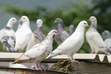 A flock of pigeons are gathered on a ledge
