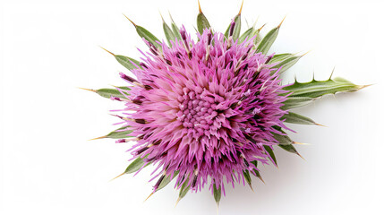 Milk thistle flower isolated on the white background, top view 