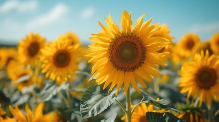 Obraz premium A sunflower field with tall sunflowers standing against a clear blue sky