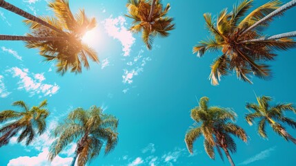 Fototapeta na wymiar A minimalist composition of tall palm trees against a bright blue sky