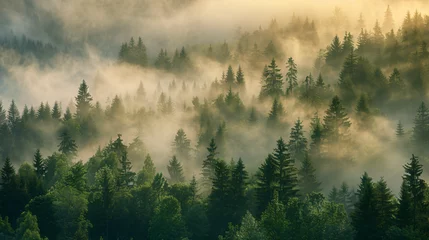 Zelfklevend Fotobehang Mistig bos A serene morning mist enveloping a quiet forest at dawn.
