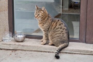 Adorable stray street tabby cat closeup