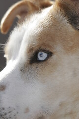 A dog with a blue eye and a white face