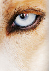 A dog's eye is shown in a close up - 748991945