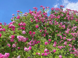 Rose bush flowers pink blossom against blue sky.