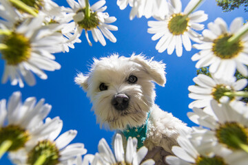 Hund (Malteser) guckt in die Margeriten-Blüten