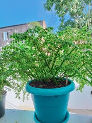 plant in a pot on the wall