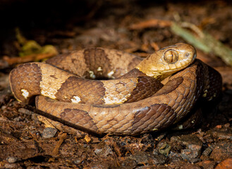 Dipsas bucephala