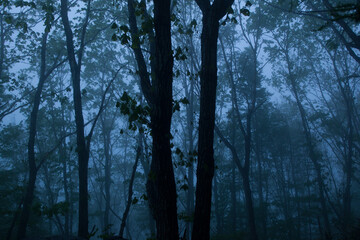 Naklejka premium the forest at dawn