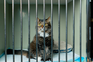 In a veterinary clinic in a spacious enclosure behind an iron grate there is a long-haired cat