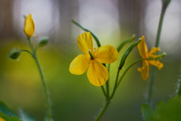 Yellow celandine flowers. Medicinal plant (Chelidonium majus).
