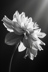 Monochrome Blooming Flower