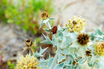 Thistle Plant with Striped Bug on a Sunny Day