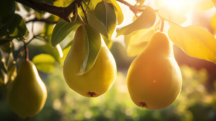 Fresh pears, top view
