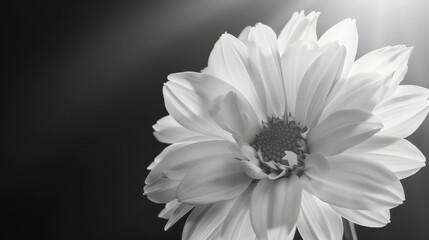 Monochrome Flower Close-Up