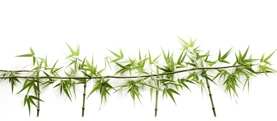 The close-up shot showcases a detailed view of a vibrant bamboo plant set against a clean white background. The intricate patterns of the foliage and the contrast with the white backdrop create a