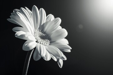 Monochrome Flower Close-Up