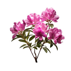Rhododendron isolated on transparent background