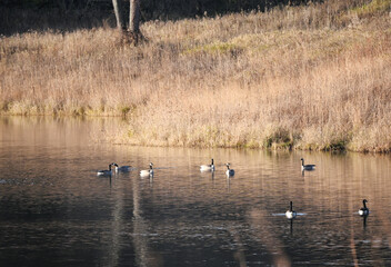 Geese on the Pond