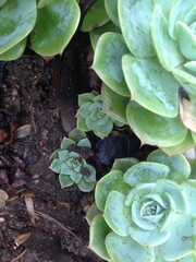 the green echeveria in nature
