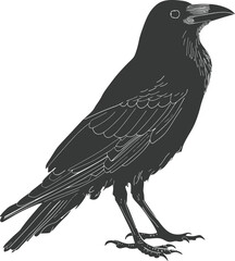 Fototapeta premium Silhouette crow bird black color only full body